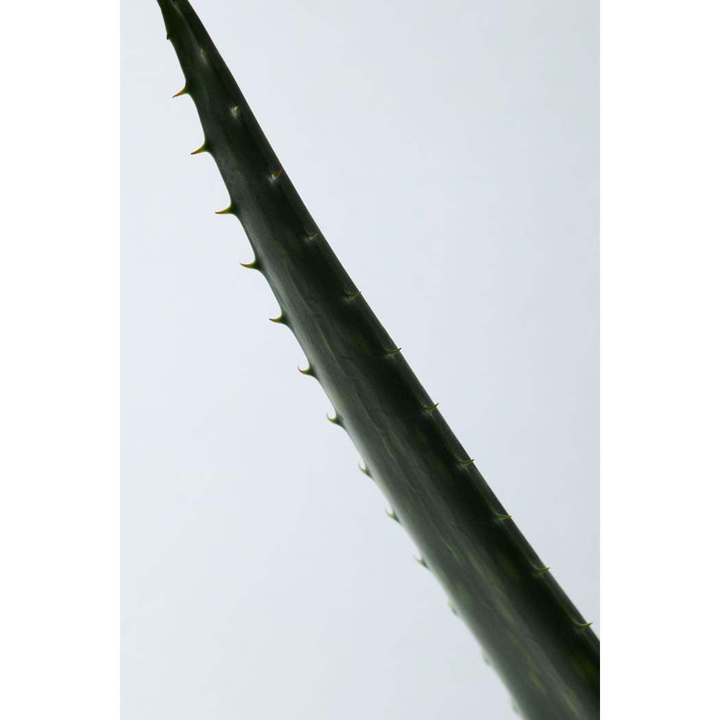 Aromatica Soothing Aloe Vera Gel 180ml - MOQ 30