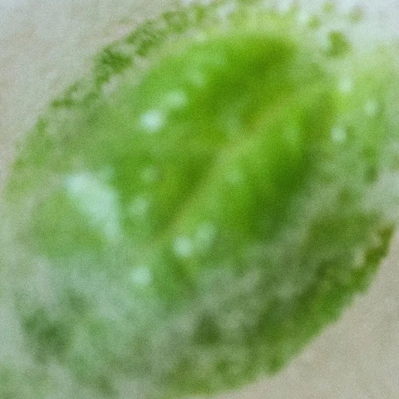 Body Forget Me Not Hand Lotion - MOQ 50