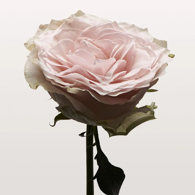 Body Rose Pale Hair Mist 100ml - MOQ 50