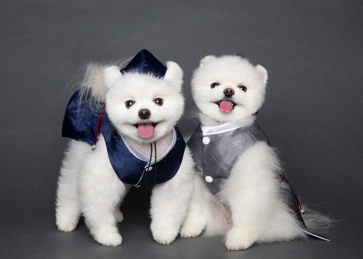 Maison de Dog Joseon Cool Tone Cheollik Black Dog Hanbok(M) - MOQ 1