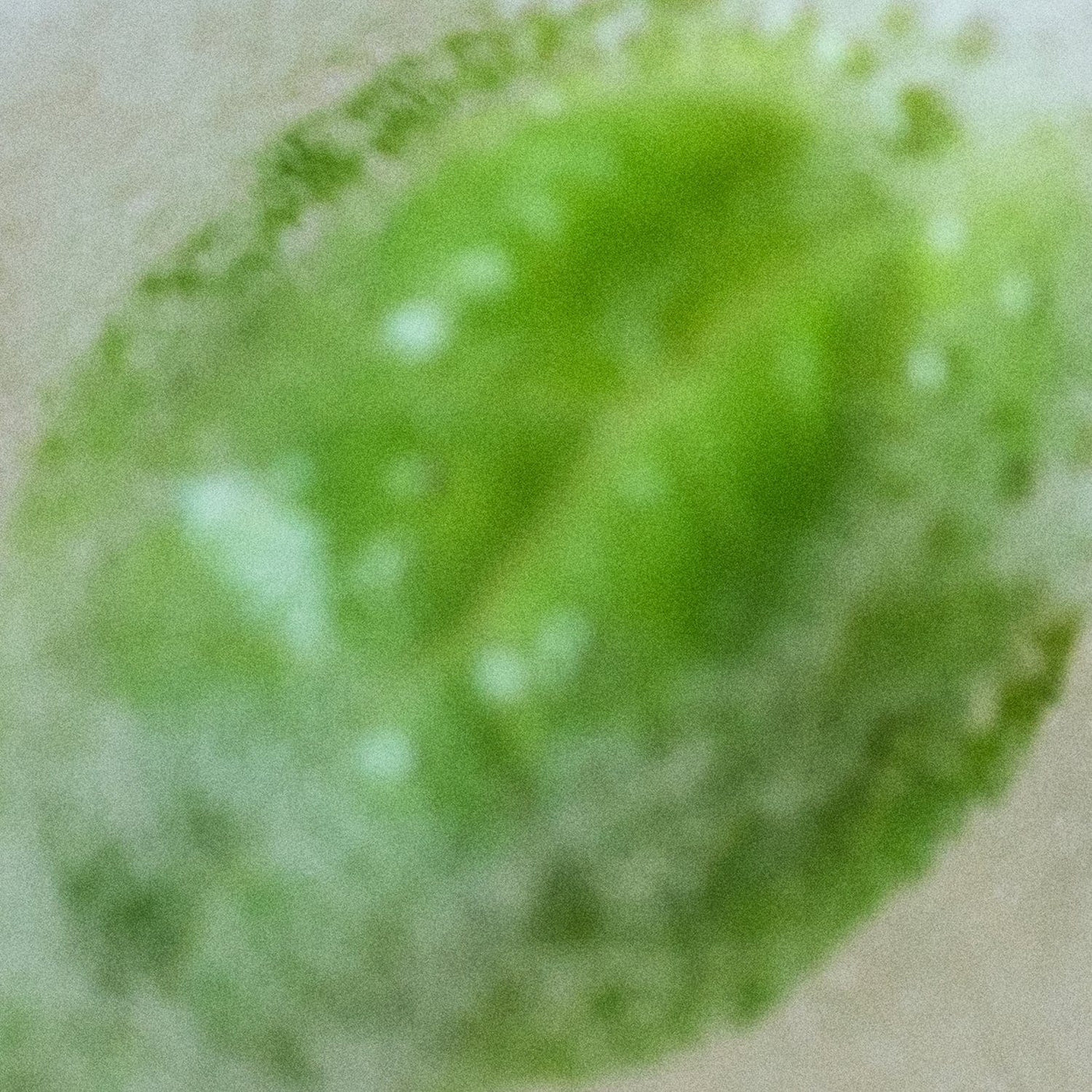 Pfm Forget Me Not Portable Edp - MOQ 50