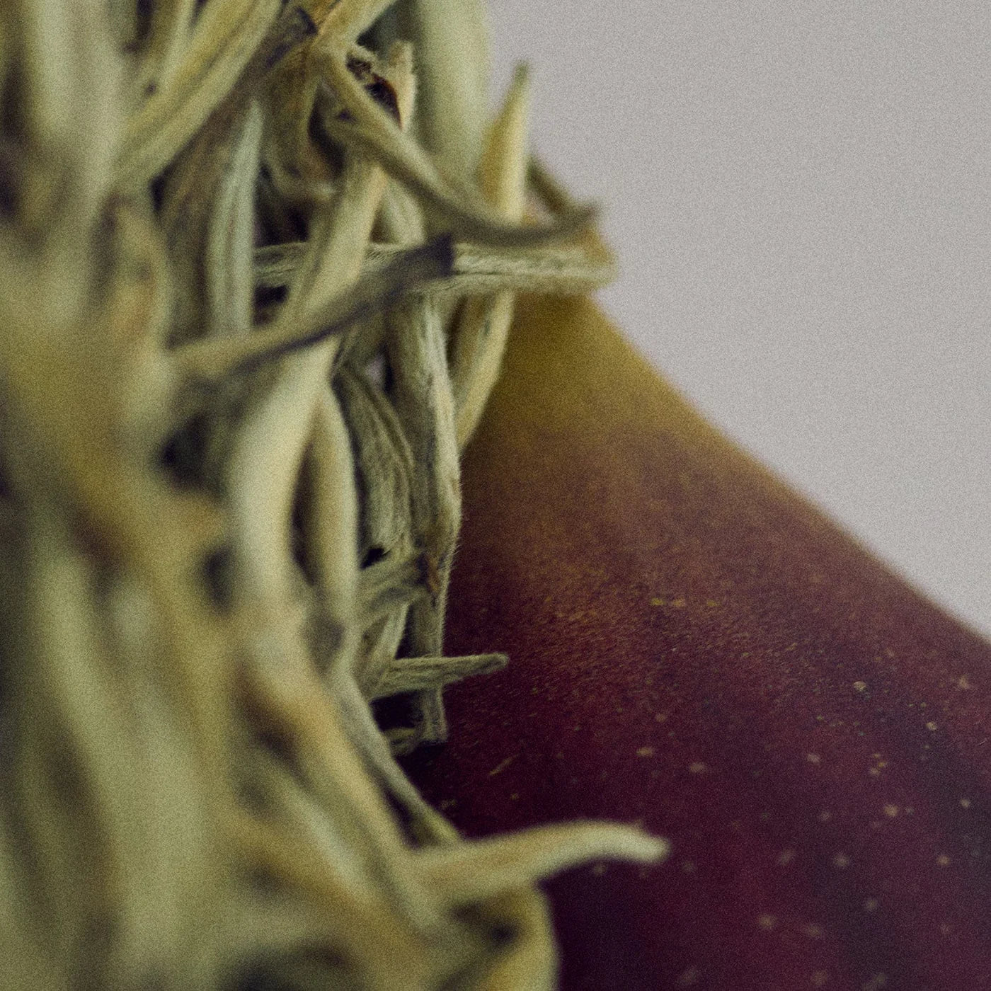 Pfm Gentle Night Edp - MOQ 50