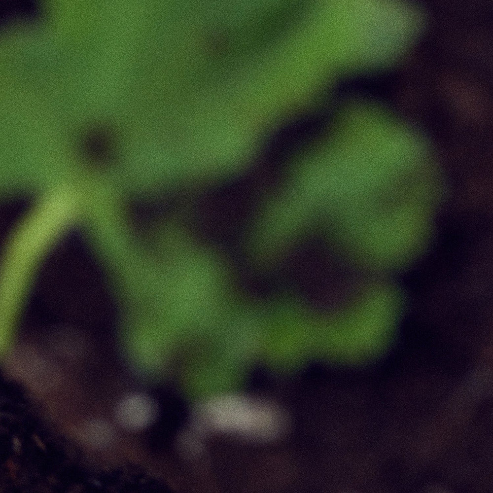 Pfm In The Shower Edp 50ml - MOQ 50