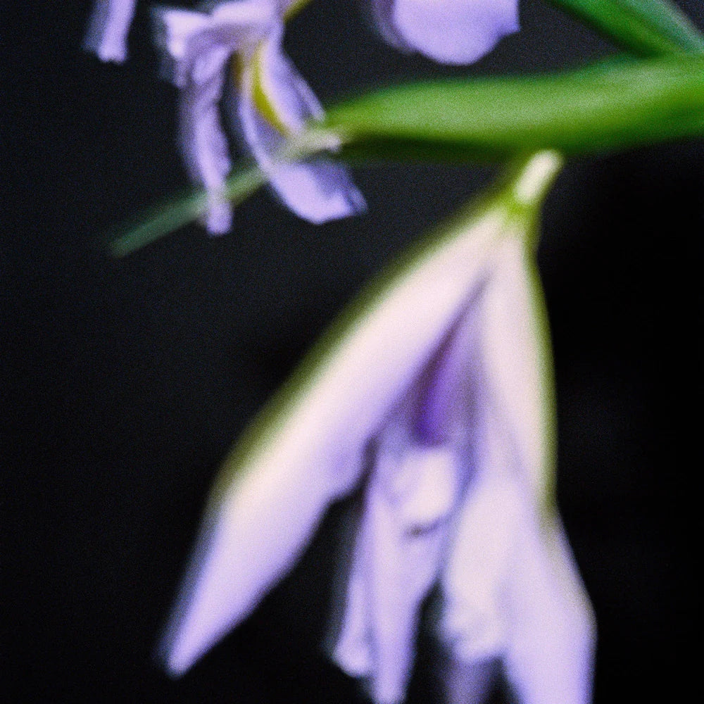 Pfm Iris Concrete Edp 50ml - MOQ 50