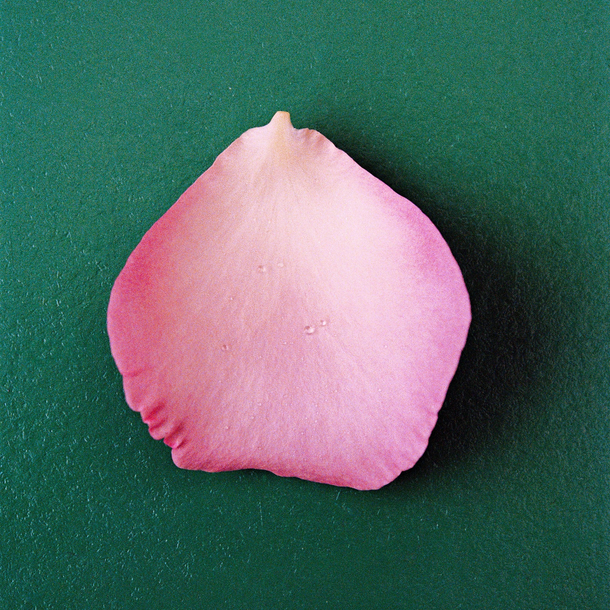 Pfm The Rose Edp 100ml - MOQ 50