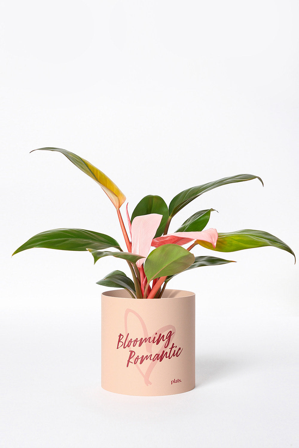 Romantic Edition S + Pink Philodendron Congo